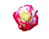 Pink Rimmed White Rose