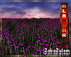 zZ Field Purple Poppies