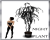 (TSH)NIGHT PLANT