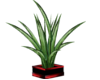 RED BASE PLANT