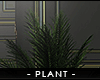 - fashion plant -