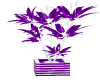 BL Purple & Silver Plant