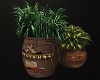 Western Potted Plant3