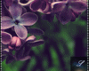(S) Flowers purple pic*