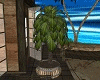 palm tree potty