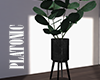 plant v1