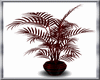 (D)red fern plant