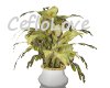 plant pot orchidee or