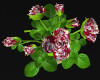 Red&White Roses& Planter