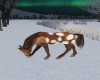 Winter Paint Horse