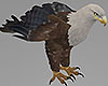 Eagle Animated Flying