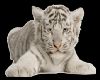 white tiger sticker