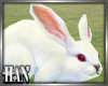 [H]Rabbit ►Furn