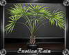 (E) Elegant Palm Plant