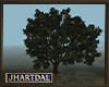 JL Derriaran Tree 3