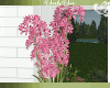 Tall Hot pink Flowers