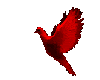 Red Dove