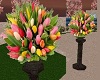 TF* Wedding tulips