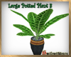 Large Potted Plant 3