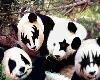 Kiss Pandas