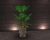 (Set) Plant 3