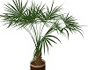 Potted palm