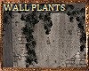 ☙ Wall Plants
