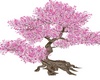 Zen Garden Cherry Tree