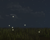 Summer Moon Fireflies