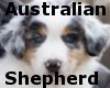 Australian Shepherd ~F~