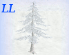 LL: Winter Spruce pine