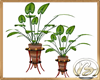 Potted Double  Plants