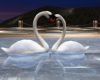 ♦Wedding Swans