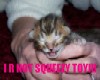 Squeezy Kitten
