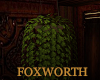 Foxworth Ivy Plant