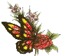 MONARCH Butterfly