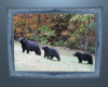 Bears in Picture Frame