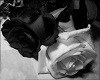 Black & White Roses Club