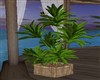 LEAFY POTTED PLANT