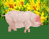 Animated pig fun