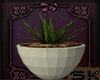 (SK) Plant