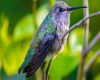 Hummingbird  25