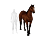 Matth Horse