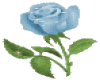 pretty blue rose