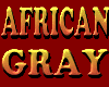 TALKIN AFRICAN GRAY