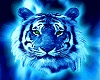 Blue Tiger