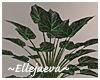 Modern Planter &  Plant