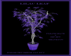 Lilac Leaf Plant