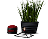 Candle Plant  Red & Blk