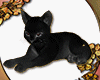 Oriental Black Cat